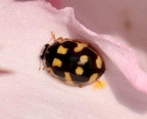 Propylea quatuordecimpunctata